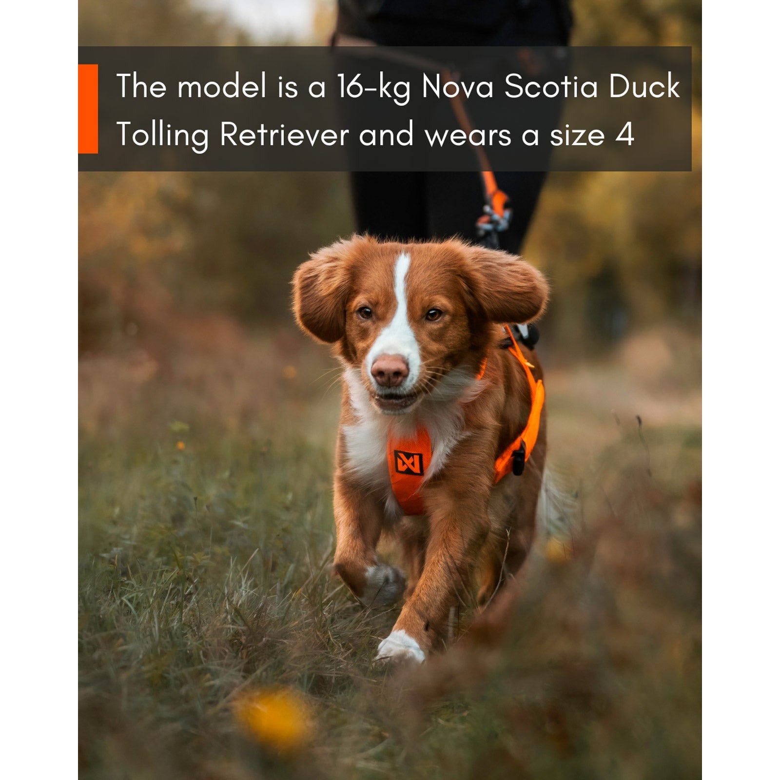 Non-stop Dogwear Freemotion Harness 5.0