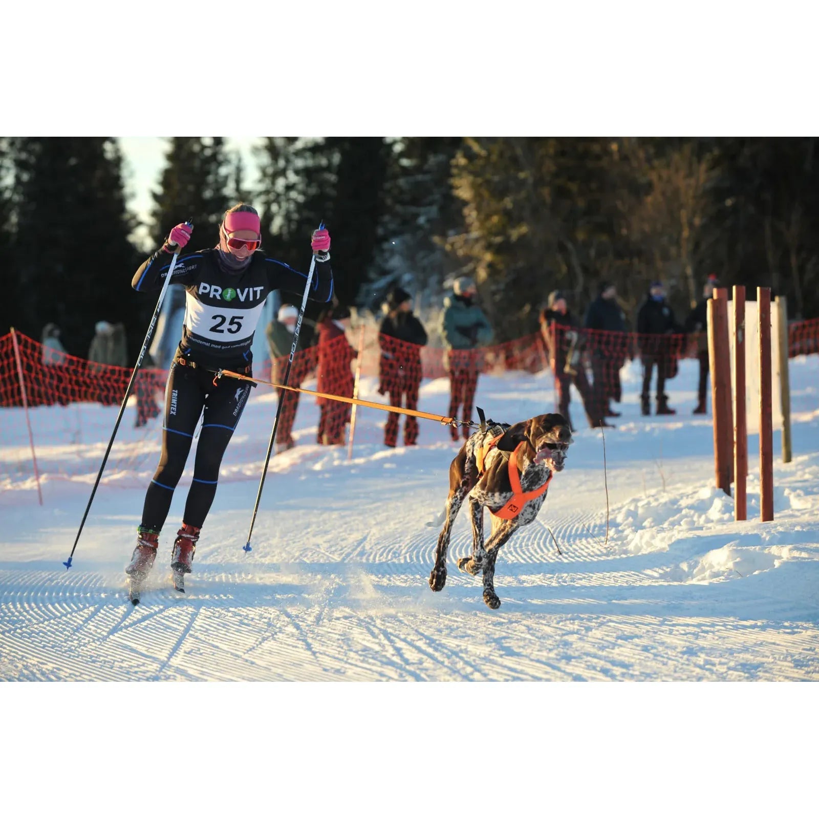 Non-stop Dogwear Loype Belt Pro